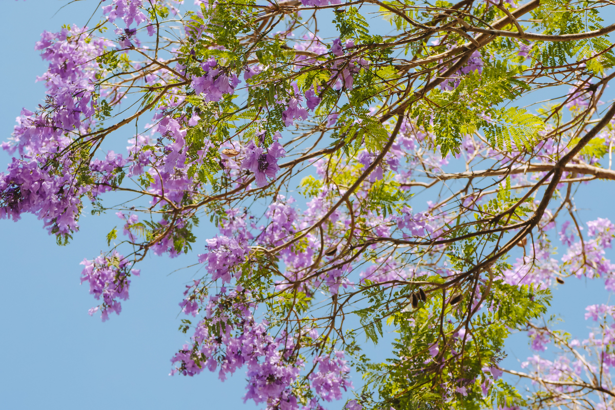 Photo of a jacaranda tree