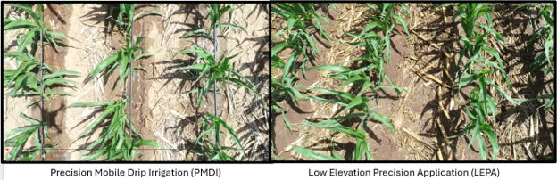 Figure 3: PMDI versus LEPA. The PMDI only wets half the soil surface whereas the LEPA wet the entire soil surface.