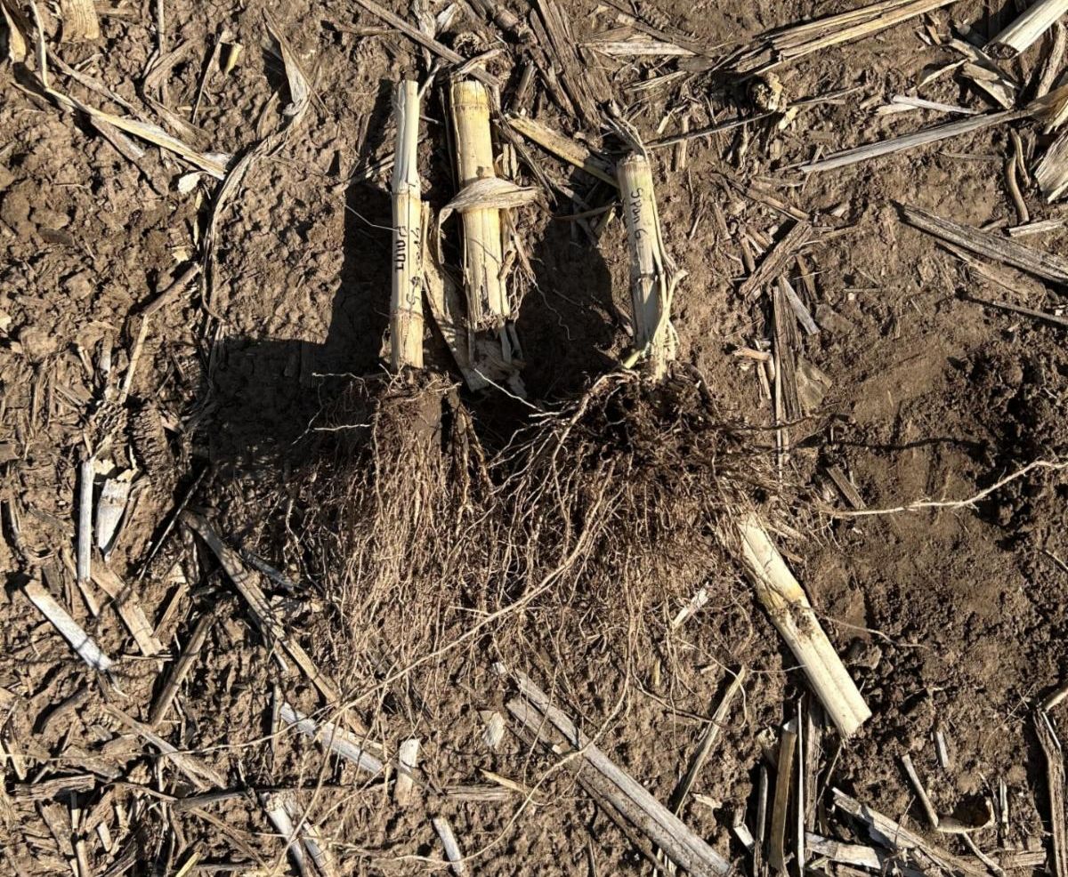See the Difference: PMDI Demonstration Shows Impressive Results