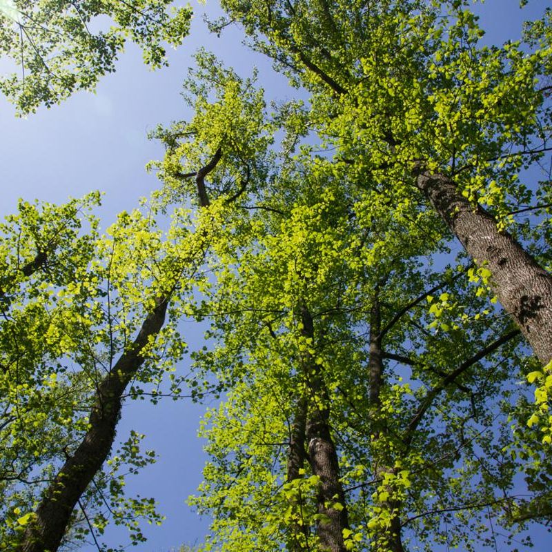 Lush spring green foliage on tall trees, against a blue sky. 