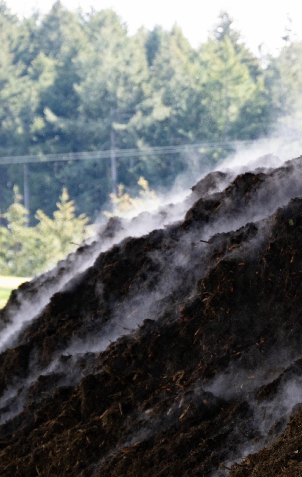 Pile of Compost steaming at the Purdy compost facility
