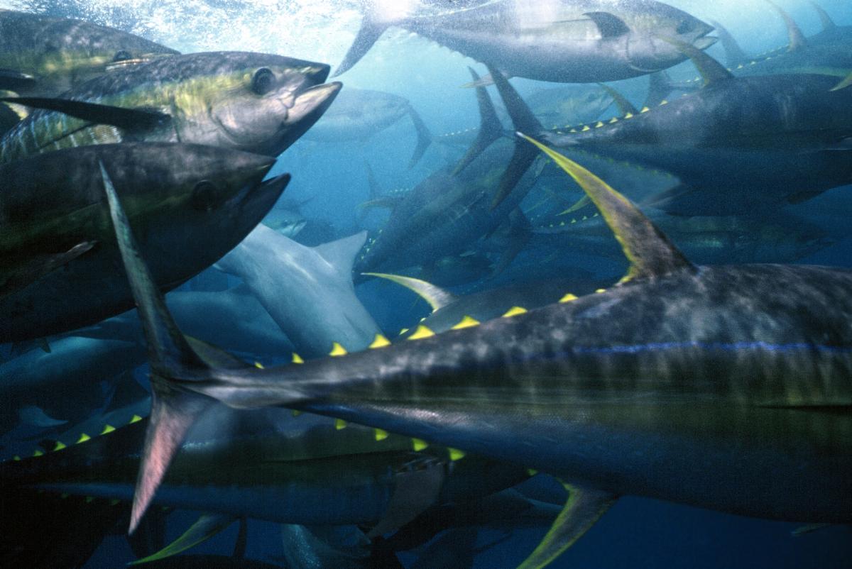 Clipper Oil: Latest Fishing News – White House Launches America First ...