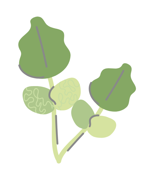 graphic of herbs