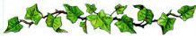 Ivy border.jpg