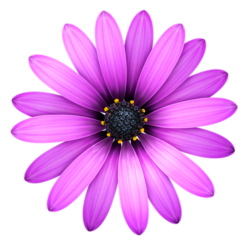 purple flowre.png