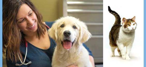 Standard Process Veterinary Formulas