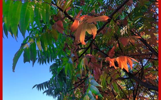 autumn evening
