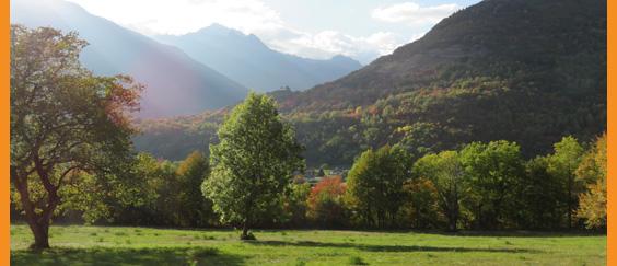 Optimal Health Network