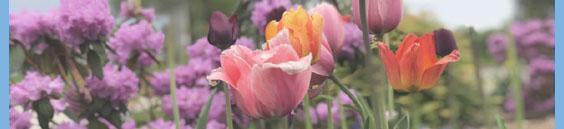 spring flowers