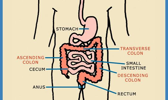 digestive tract