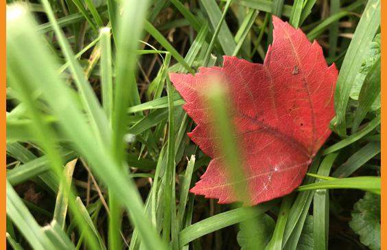 autumn leaf