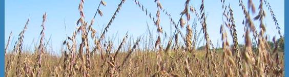What Is Celiac Disease_