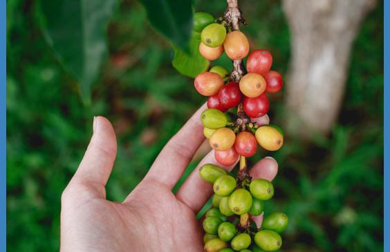 coffee beans