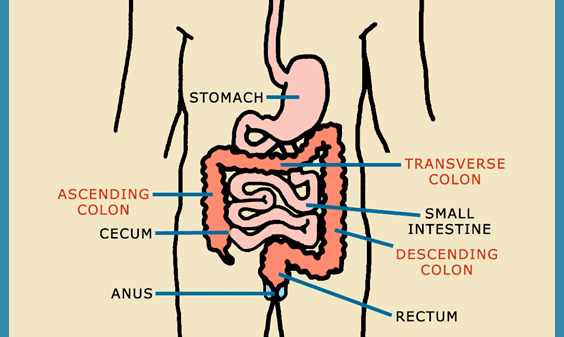 digestive tract