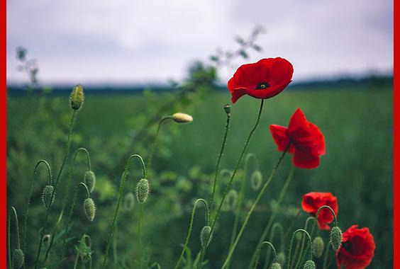 red flowers in field