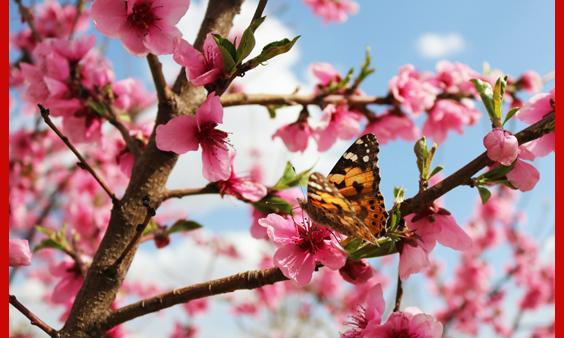 spring butterfly