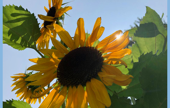 Embracing Our Aliveness