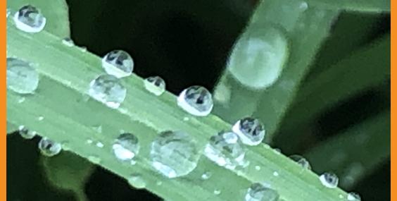 dew