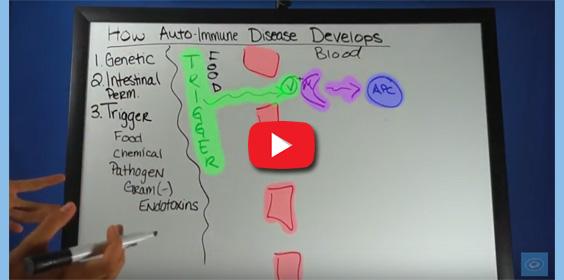 How Auto-Immune Disease Develops