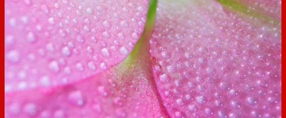 dewy petals