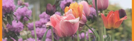 spring flowers
