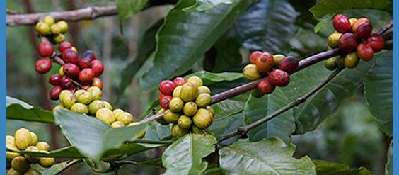 coffee enema research