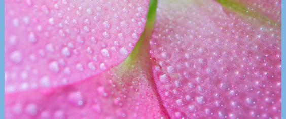 droplets on pink petals