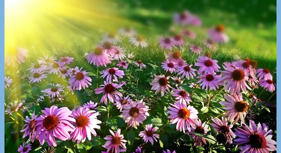 pink flowers in sunlight