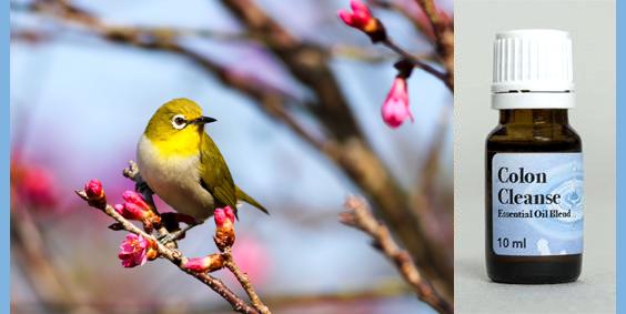 colon cleanse essential oil blend