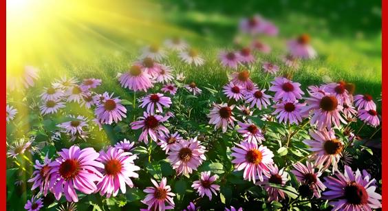summer flowers
