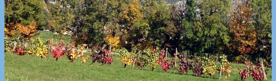 buy coffee enema equipment