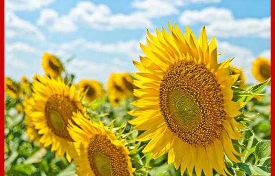 sunflowers