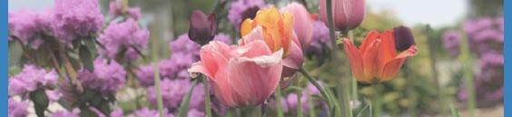 spring flowers