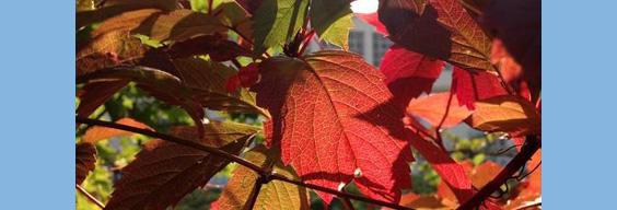 therapeutic essential oils