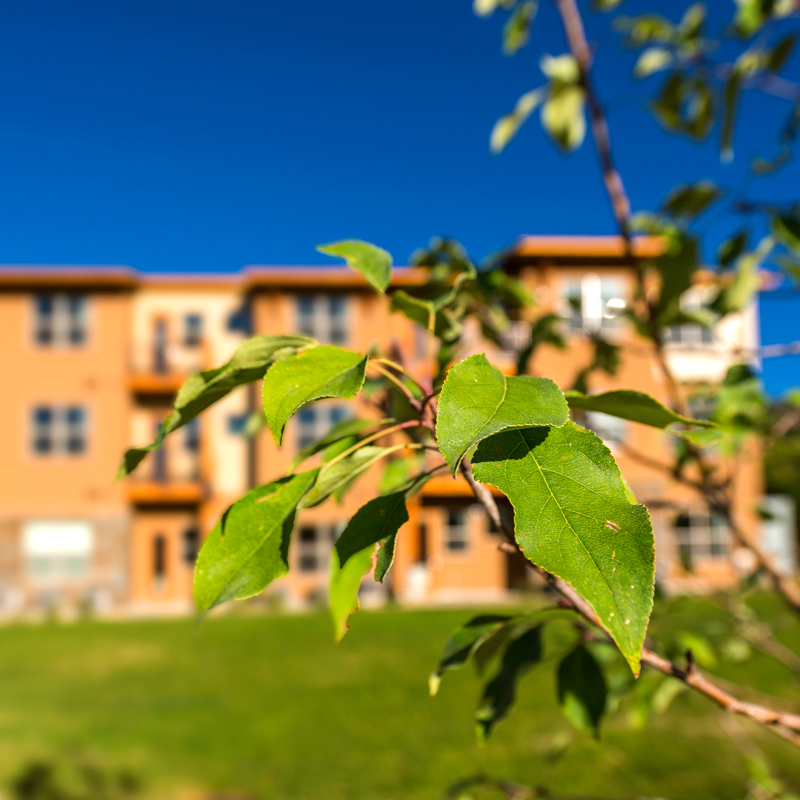 Green leaves in front of an orange building