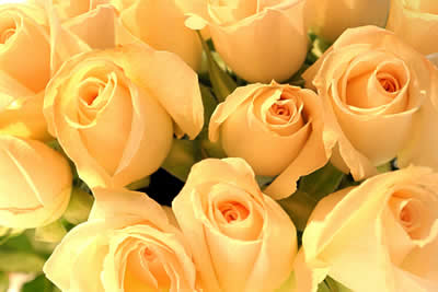 peach-roses-bunch.jpg