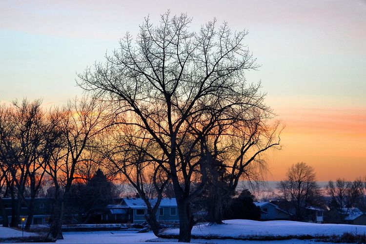 Bare tree in silhouette against a glowing sunset