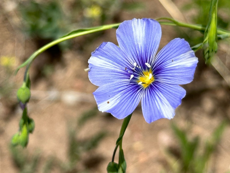 Closeup of a blue flax flower.