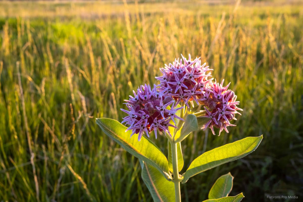 Flower at Broomfield county Commons