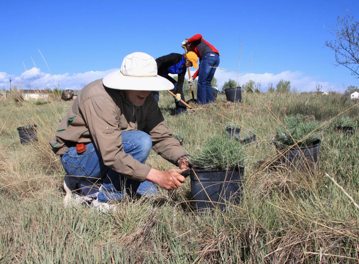 three people digging holes for plants
