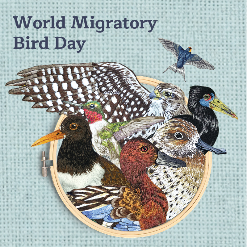 A graphic for World Migratory Bird Day showing an illustration of different birds in a circle in the center of a blue background