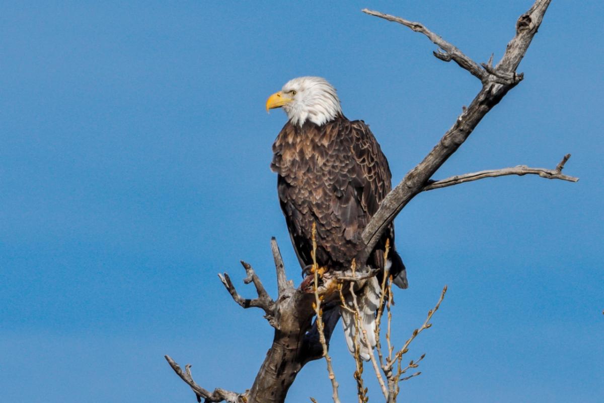 Bald Eagle perched on branch