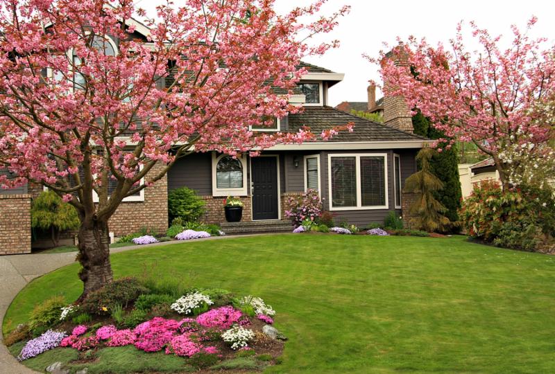 Beautiful home with blossoming cherry trees.
