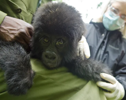 baby-Gorilla.jpg