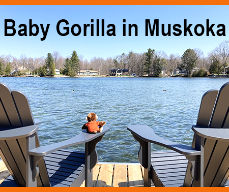 baby-Gorilla4.jpg