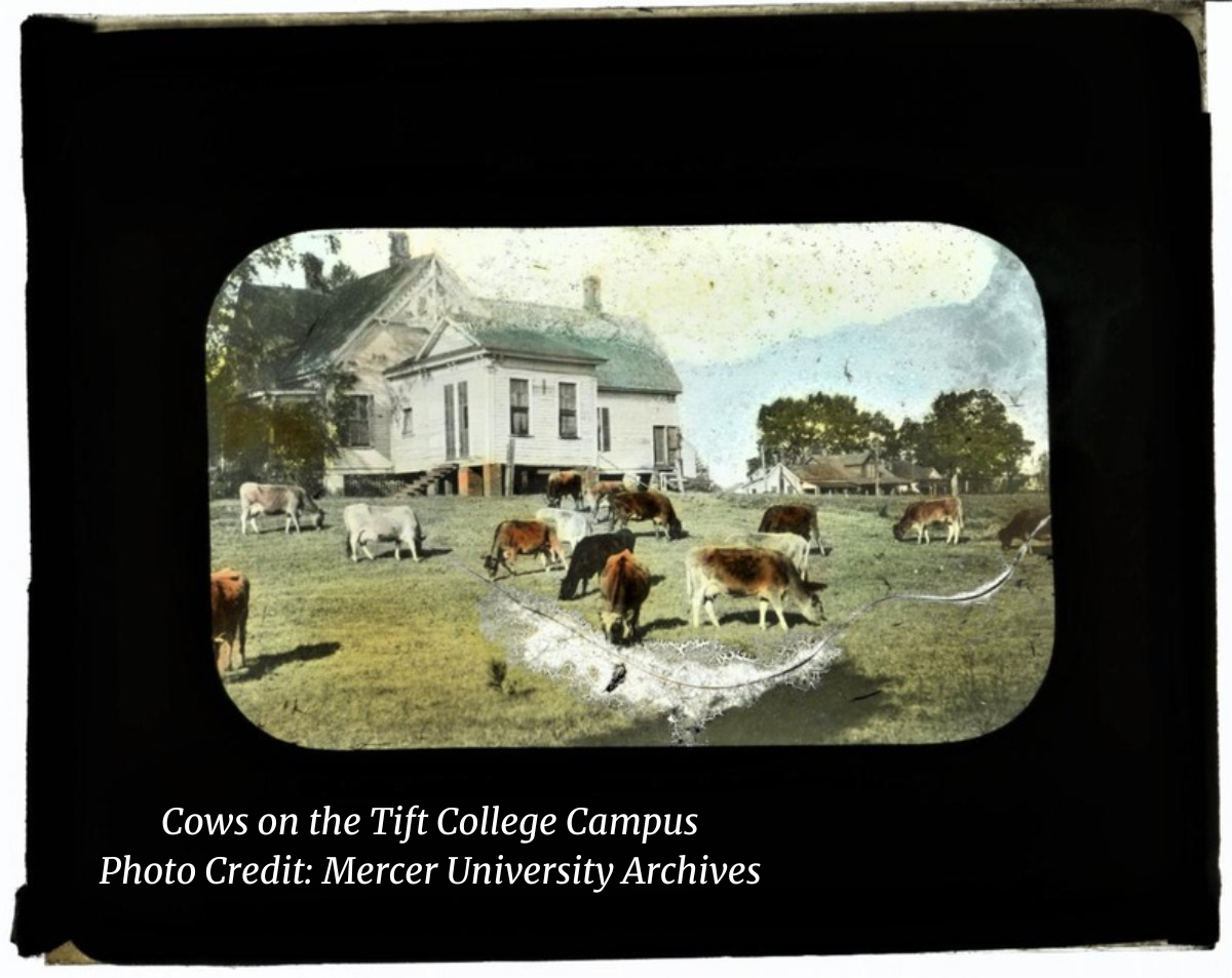 Tift_Cows_-_Mercer_Archive.jpg_p1.png