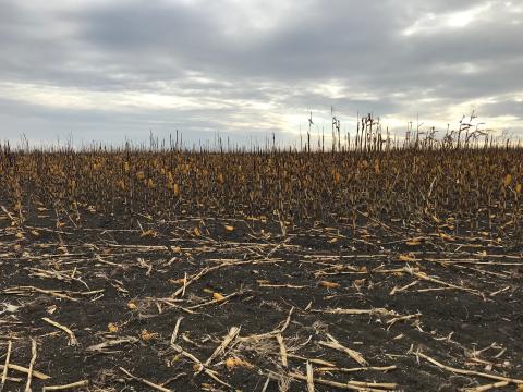 Decimated crop field