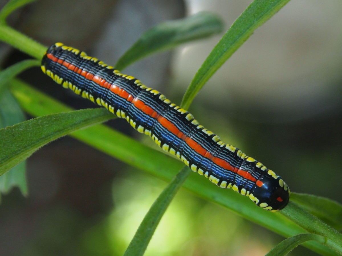 Photo by Lena Struwe