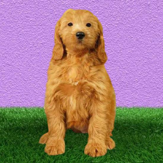 Cute Puppies Near You 🐶