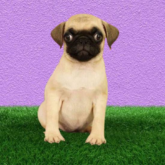 Cute Puppies Near You 🐶